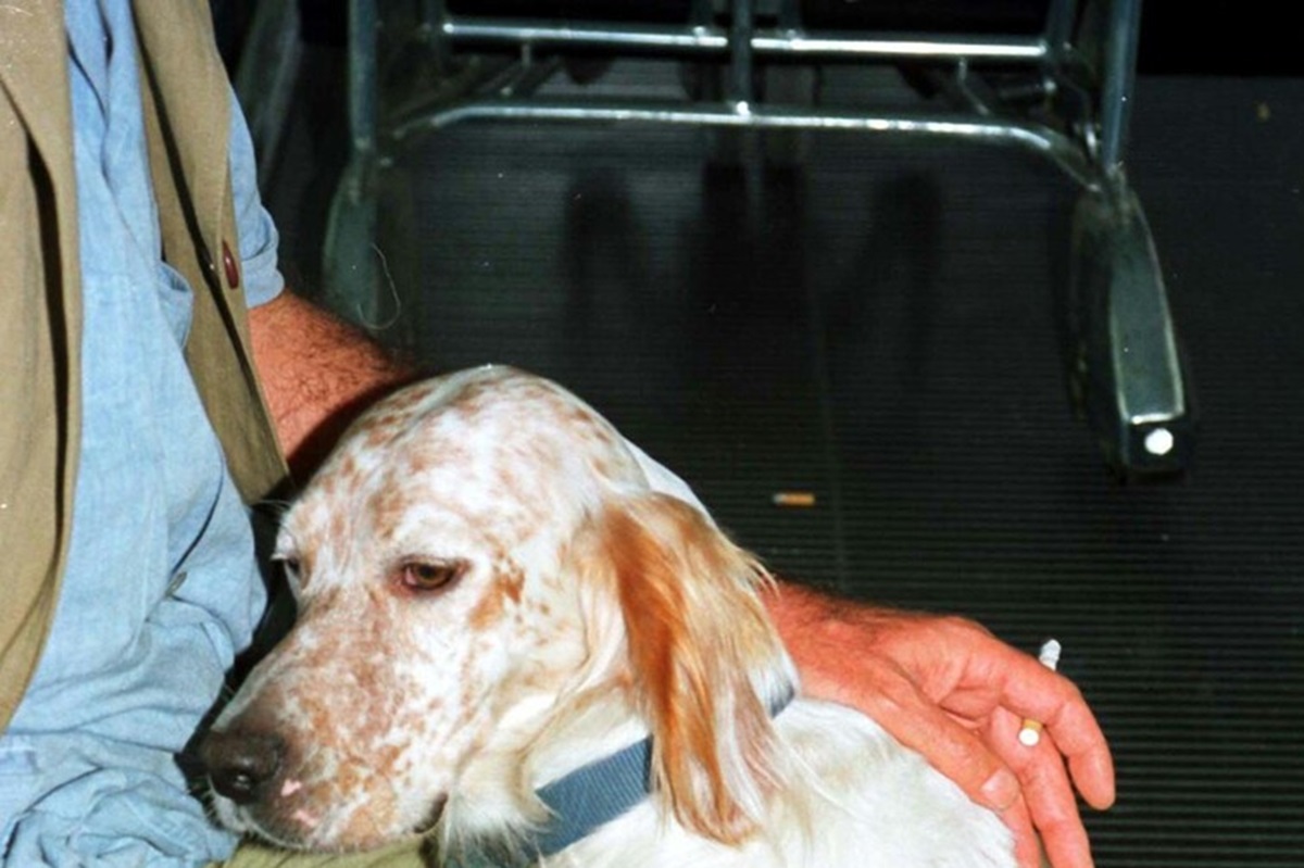 Cane setter, foto archivio ANSA