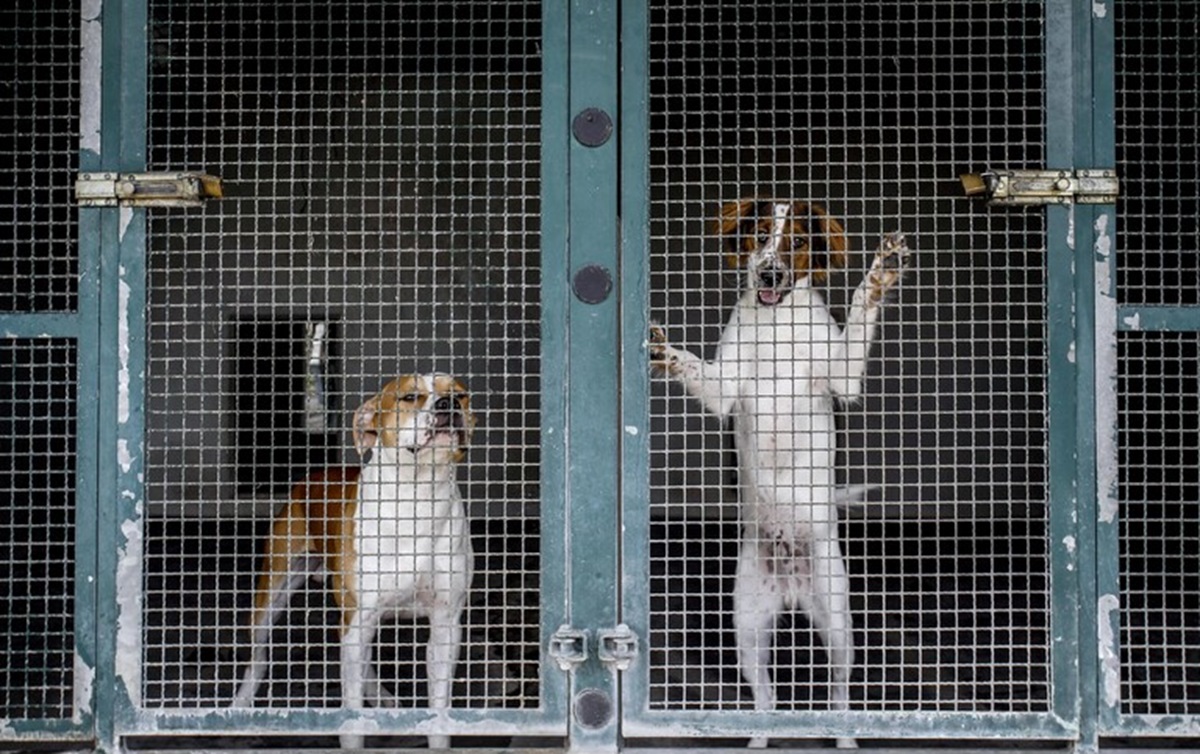 Cani, foto archivio ANSA