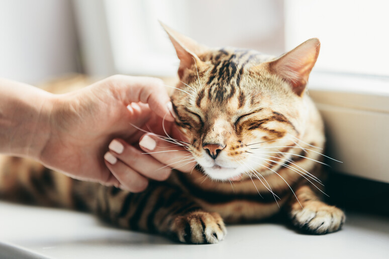 Lancia il gatto in fiamme delle ex dal balcone: rinviato a giudizio