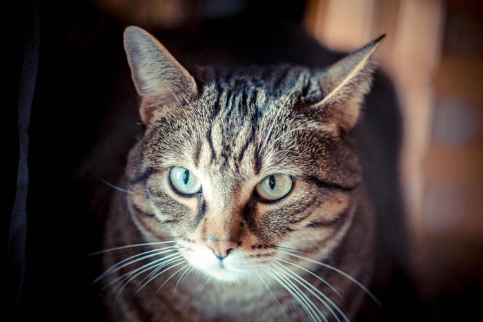 Gattino abbandonato con schegge di proiettili nel corpo, lotta tra la vita e la morte