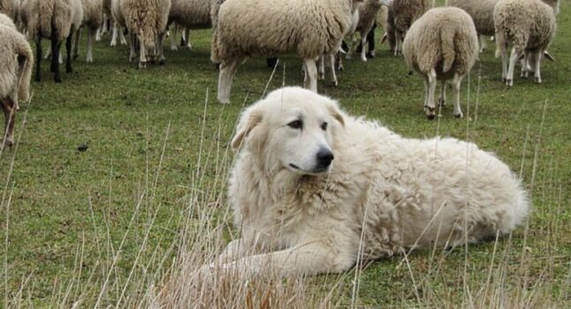 Un pastore maremmano