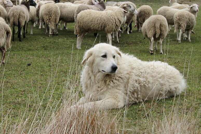 Donna di 80 anni sbranata dal suo cane, aveva già morso il marito in passato