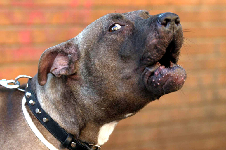 pitbull bambino