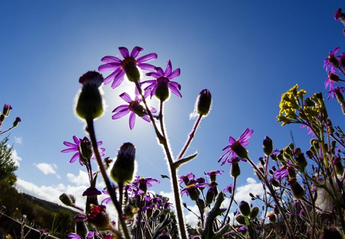 Le previsioni meteo, foto archivio ANSA