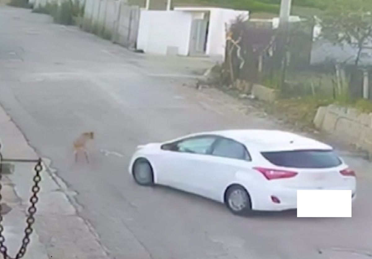 alcamo auto investe cane