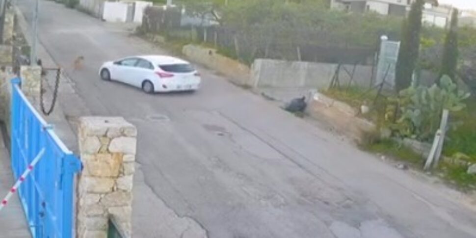 cagnetta nina alcamo video