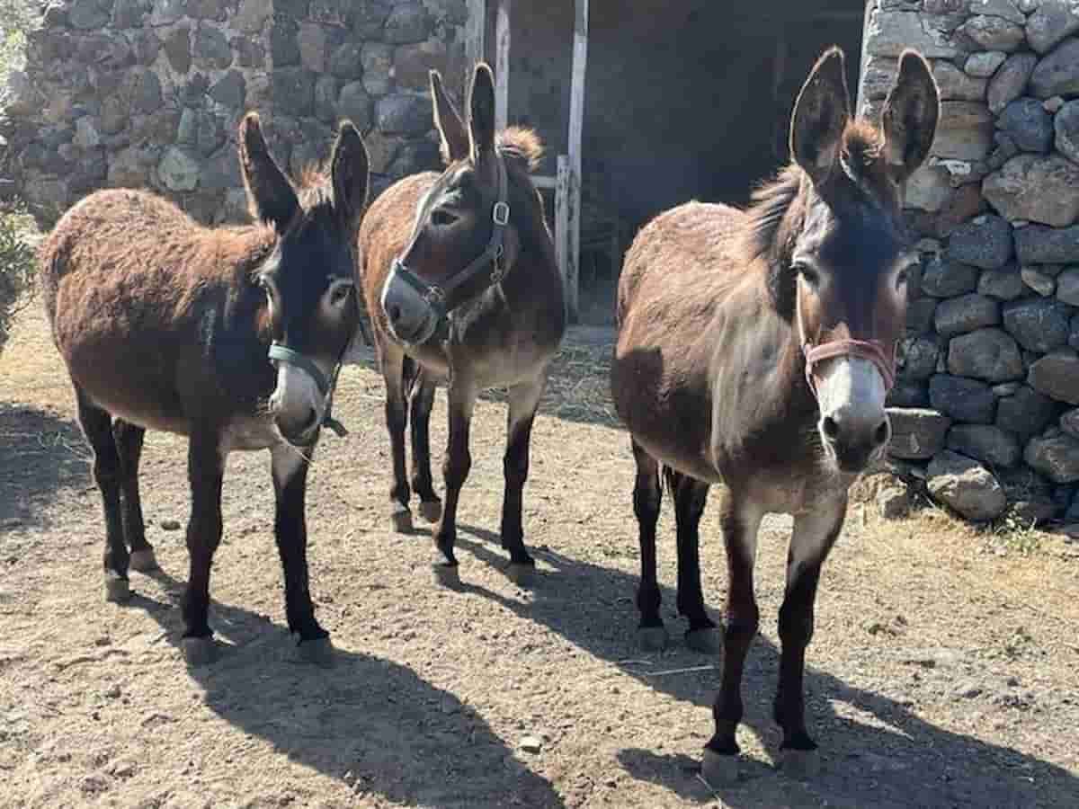 Gli asini minacciati di estinzione dal boom del e-jiao, medicina cinese millenaria