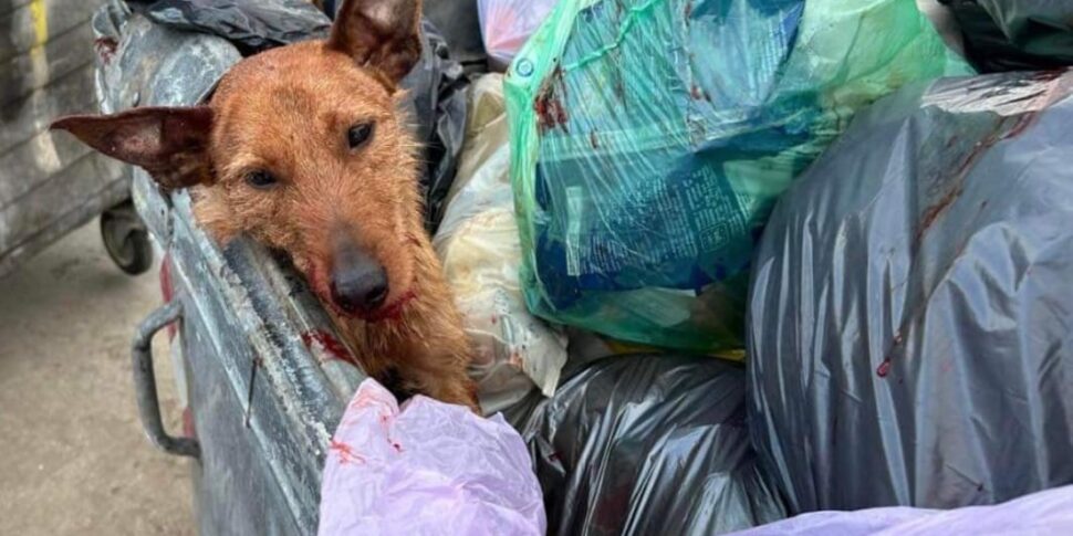 cane cassonetto palermo