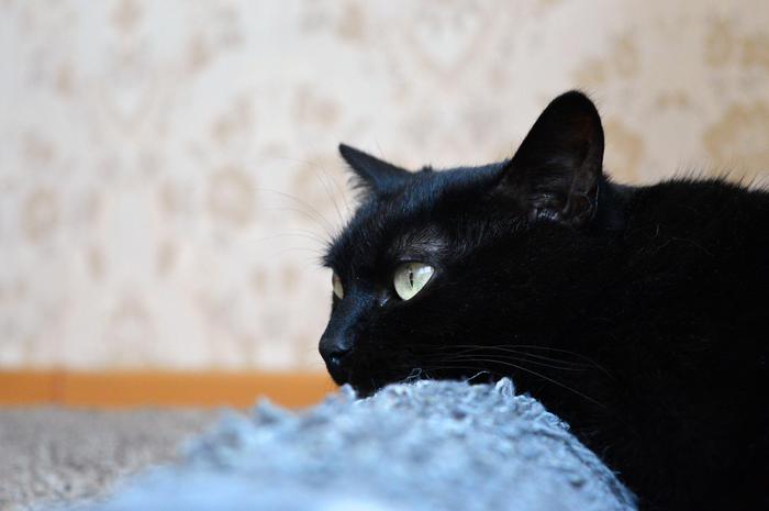 animali presi a bastonate ad imperia