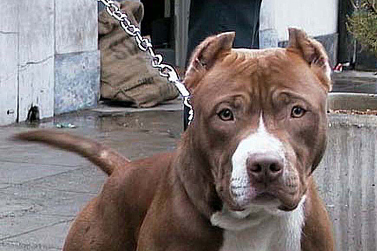 pitbull aggredisce bambino 15 mesi