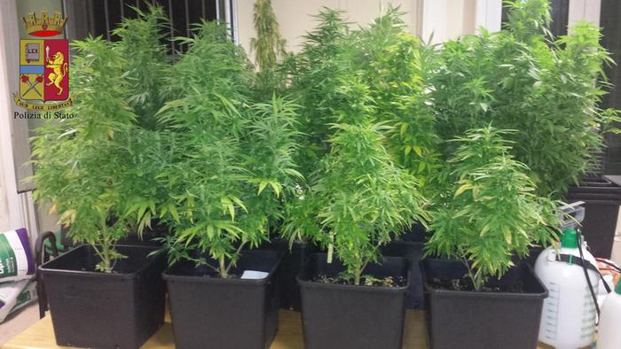 badante serra marijuana riccione