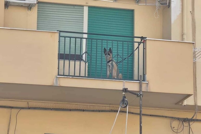 cane sul balcone