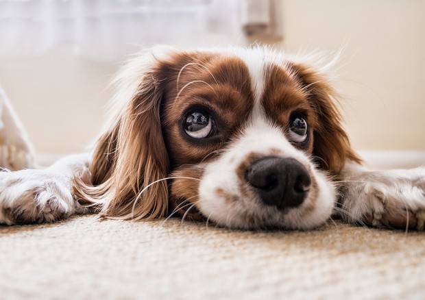 Perché i cani agitano la coda e scodinzolano? studiosi italiani spiegano perché