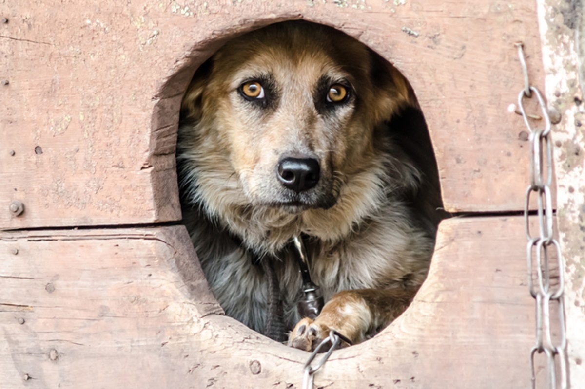 Cane, foto archivio ANSA