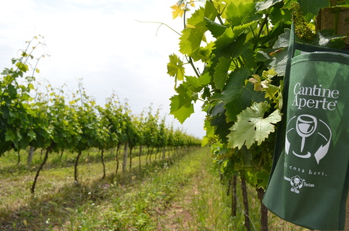 Cantine aperte, foto archivio ANSA