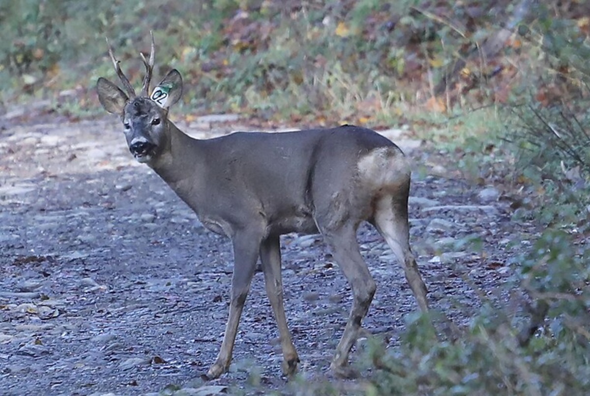 Capriolo, foto archivio ANSA