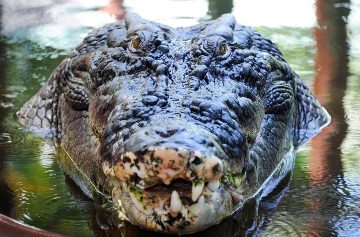 Un coccodrillo, foto archivio ANSA