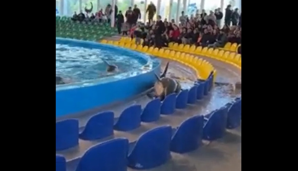 Un delfino esce dalla piscina e finisce sugli spalti, lo staff interviene e lo salva VIDEO