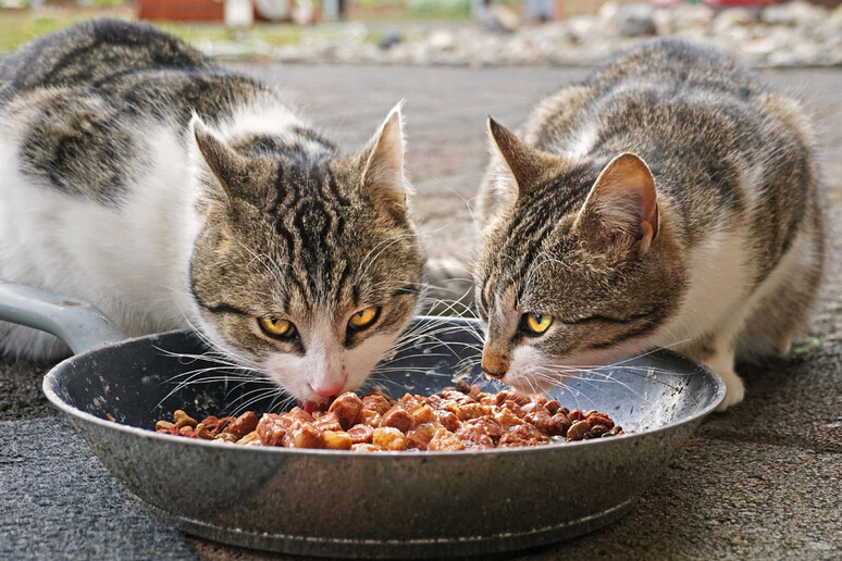 Desenzano del Garda, 59enne sfrattata di casa: «Io in ansia per i miei 27 gatti, non voglio finiscano al gattile»