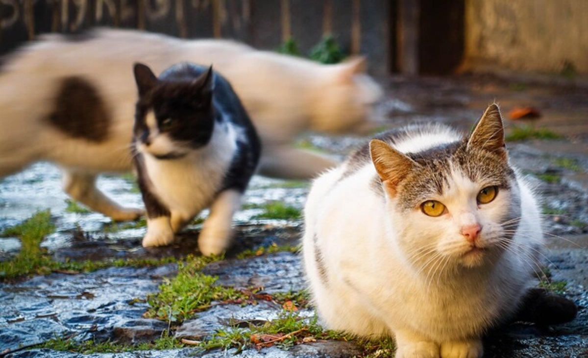 Gatti, foto archivio ANSA