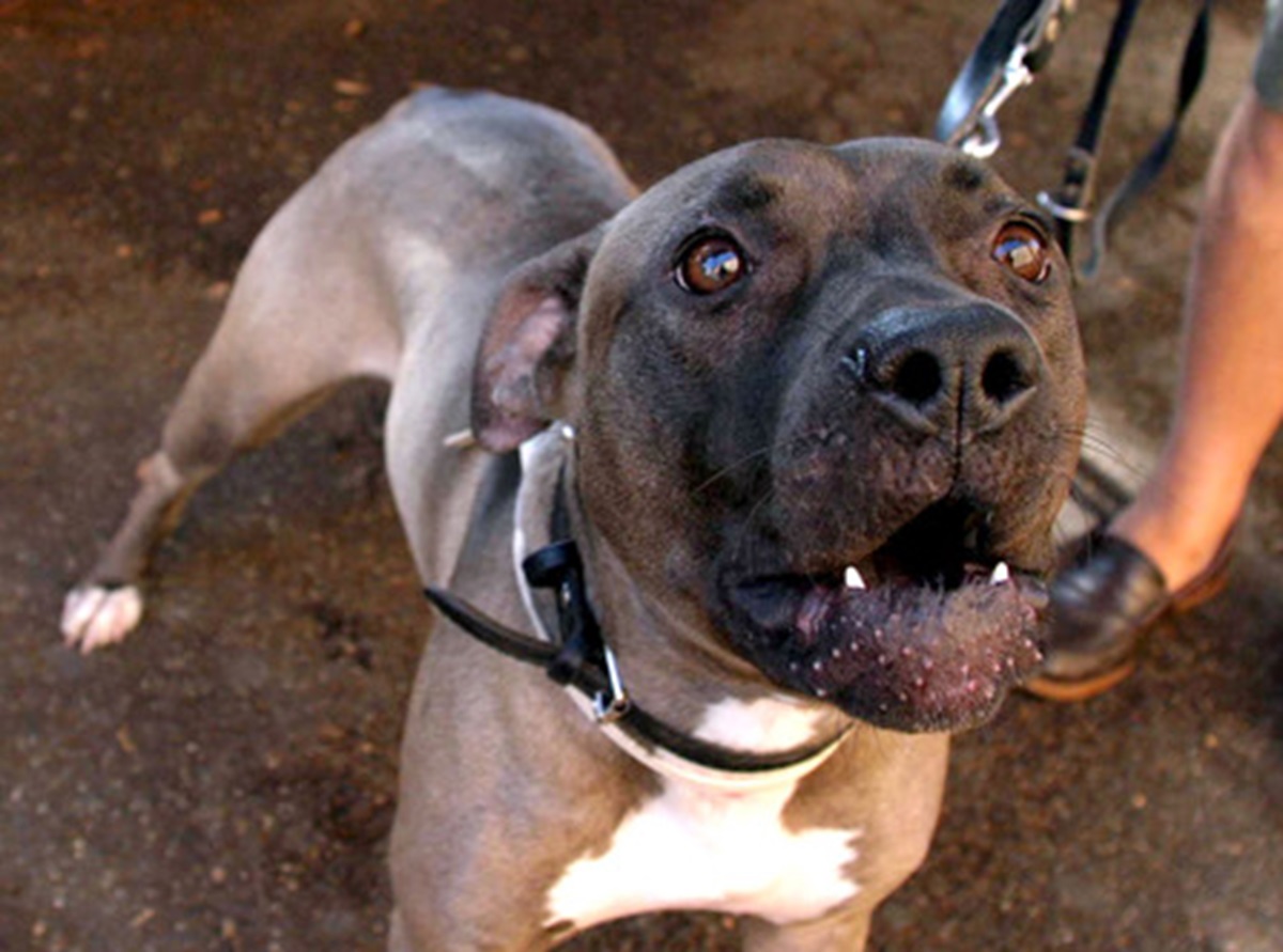 Bambina di nove anni azzannata da un pitbull mentre passeggiava con un'amichetta